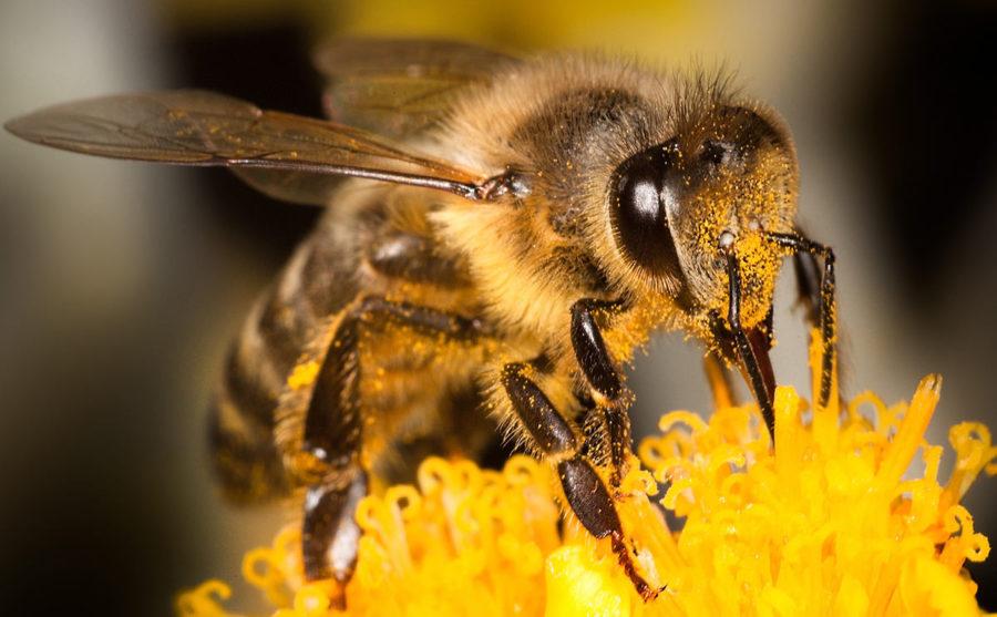 Should we Bee Worried?