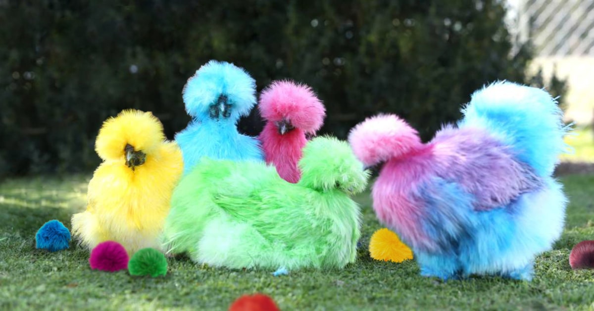 Top nine Images of Silky Chickens