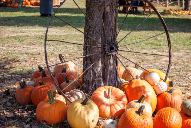 A vintage pinwheel on display with pumpkins at McGarrah Farms in Pea Ridge, AR.