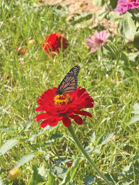 A butterfly spotted consuming pollen from a Zinnia Red Seed flower.